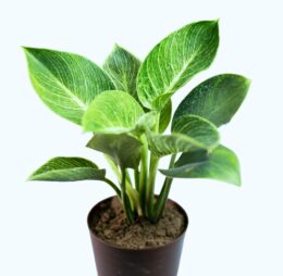 Seedheart Philodendron Birkin Plant Indoor Live with Self Watering Pot (Pack of 1)