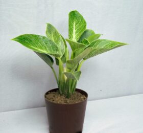 Seedheart Philodendron Birkin Plant Indoor Live with Self Watering Pot (Pack of 1)