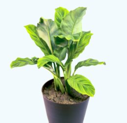 Seedheart Calathea Plant Indoor Live with Self Watering Pot (Pack of 1)