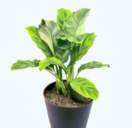 Seedheart Calathea Plant Indoor Live with Self Watering Pot (Pack of 1)