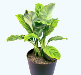 Seedheart Calathea Plant Indoor Live with Self Watering Pot (Pack of 1)
