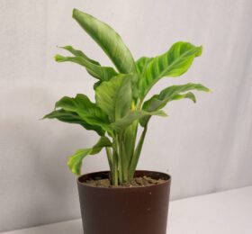 Seedheart Calathea Plant Indoor Live with Self Watering Pot (Pack of 1)