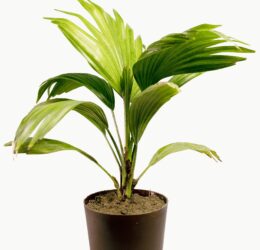 Seedheart China Palm Plant Indoor Live with Self Watering Pot (Pack of 1)