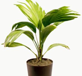 Seedheart China Palm Plant Indoor Live with Self Watering Pot (Pack of 1)