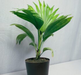 Seedheart China Palm Plant Indoor Live with Self Watering Pot (Pack of 1)