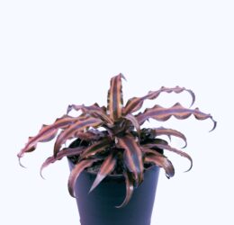 Seedheart Cryptanthus (Earth Star) Indoor Live with Self Watering Pot (Pack of 1)