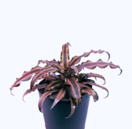 Seedheart Cryptanthus (Earth Star) Indoor Live with Self Watering Pot (Pack of 1)