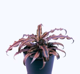 Seedheart Cryptanthus (Earth Star) Indoor Live with Self Watering Pot (Pack of 1)