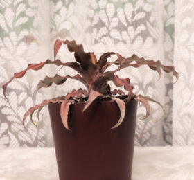 Seedheart Cryptanthus (Earth Star) Indoor Live with Self Watering Pot (Pack of 1)