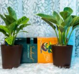 Seedheart Exotic Indoor Plant Combo 1 with Self Watering Pots – Calathea & Philodendron Birkin (Pack of 2)