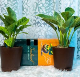 Seedheart Exotic Indoor Plant Combo 1 with Self Watering Pots – Calathea & Philodendron Birkin (Pack of 2)