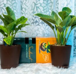 Seedheart Exotic Indoor Plant Combo 1 with Self Watering Pots – Calathea & Philodendron Birkin (Pack of 2)