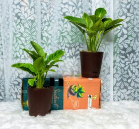 Seedheart Exotic Indoor Plant Combo 1 with Self Watering Pots – Calathea & Philodendron Birkin (Pack of 2)