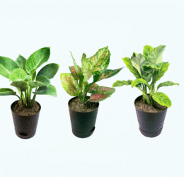 Seedheart Exotic Plant Combo 2 with Self Watering Pots – Aglaonema Pink Beauty, Philodendron Birkin & Calathea (Pack of 3)