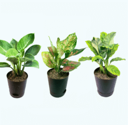 Seedheart Exotic Plant Combo 2 with Self Watering Pots – Aglaonema Pink Beauty, Philodendron Birkin & Calathea (Pack of 3)