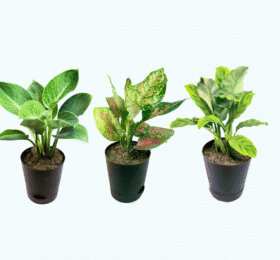 Seedheart Exotic Plant Combo 2 with Self Watering Pots – Aglaonema Pink Beauty, Philodendron Birkin & Calathea (Pack of 3)