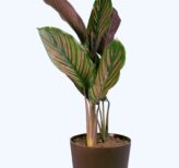 Seedheart Maranta (Prayer Plant) Indoor Live with Self Watering Pot (Pack of 1)