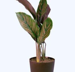 Seedheart Maranta (Prayer Plant) Indoor Live with Self Watering Pot (Pack of 1)