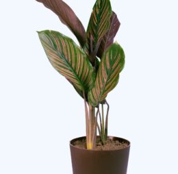 Seedheart Maranta (Prayer Plant) Indoor Live with Self Watering Pot (Pack of 1)