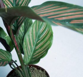 Seedheart Maranta (Prayer Plant) Indoor Live with Self Watering Pot (Pack of 1)