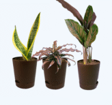 Seedheart Quirky Indoor Plant Combo with Self Watering Pots – Snake Plant, Cryptanthus & Maranta (Pack of 3)