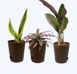 Seedheart Quirky Indoor Plant Combo with Self Watering Pots – Snake Plant, Cryptanthus & Maranta (Pack of 3)
