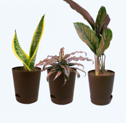 Seedheart Quirky Indoor Plant Combo with Self Watering Pots – Snake Plant, Cryptanthus & Maranta (Pack of 3)