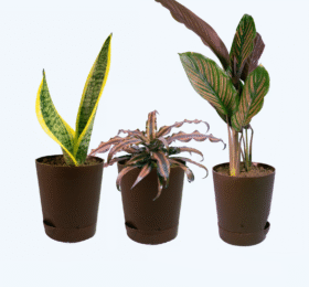 Seedheart Quirky Indoor Plant Combo with Self Watering Pots – Snake Plant, Cryptanthus & Maranta (Pack of 3)