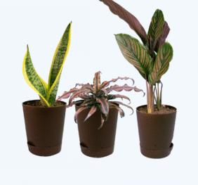 Seedheart Quirky Indoor Plant Combo with Self Watering Pots – Snake Plant, Cryptanthus & Maranta (Pack of 3)