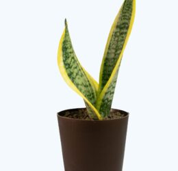 Seedheart Snake Plant Indoor Live with Self Watering Pot (Pack of 1)