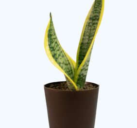 Seedheart Snake Plant Indoor Live with Self Watering Pot (Pack of 1)
