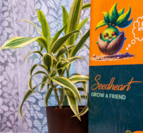 Seedheart Song of India Plant Indoor Live with Self Watering Pot (Pack of 1)