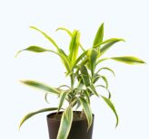 Seedheart Song of India Plant Indoor Live with Self Watering Pot (Pack of 1)