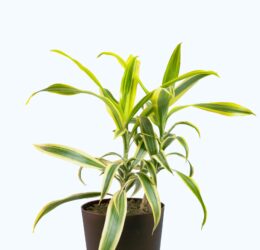 Seedheart Song of India Plant Indoor Live with Self Watering Pot (Pack of 1)