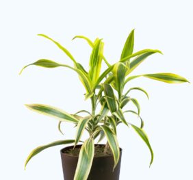 Seedheart Song of India Plant Indoor Live with Self Watering Pot (Pack of 1)