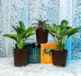 Seedheart Unique Indoor Plant Combo with Self Watering Pots – Cryptanthus, Philodendron Birkin & Calathea (Pack of 3)