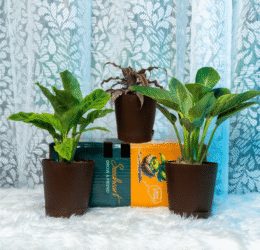 Seedheart Unique Indoor Plant Combo with Self Watering Pots – Cryptanthus, Philodendron Birkin & Calathea (Pack of 3)