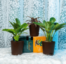 Seedheart Unique Indoor Plant Combo with Self Watering Pots – Cryptanthus, Philodendron Birkin & Calathea (Pack of 3)