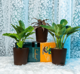 Seedheart Unique Indoor Plant Combo with Self Watering Pots – Cryptanthus, Philodendron Birkin & Calathea (Pack of 3)