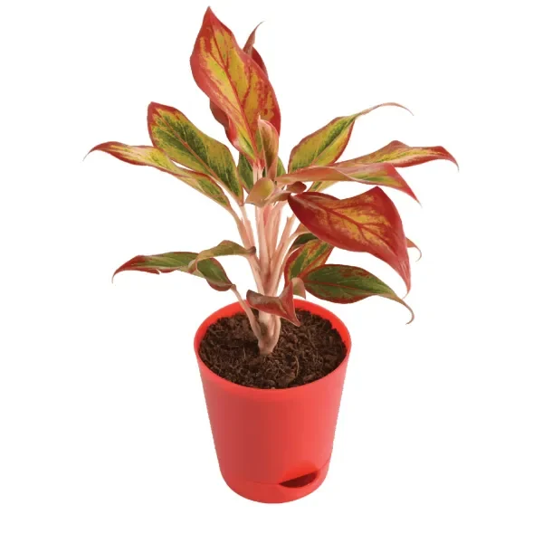 Aglaonema-Red