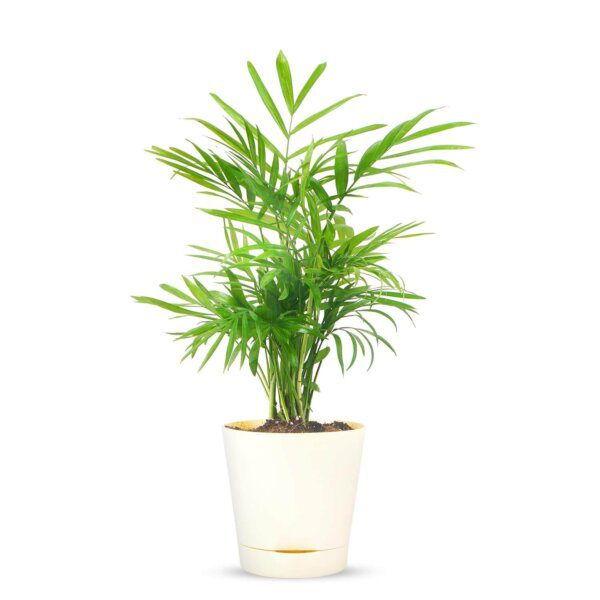 Areca Palm 1