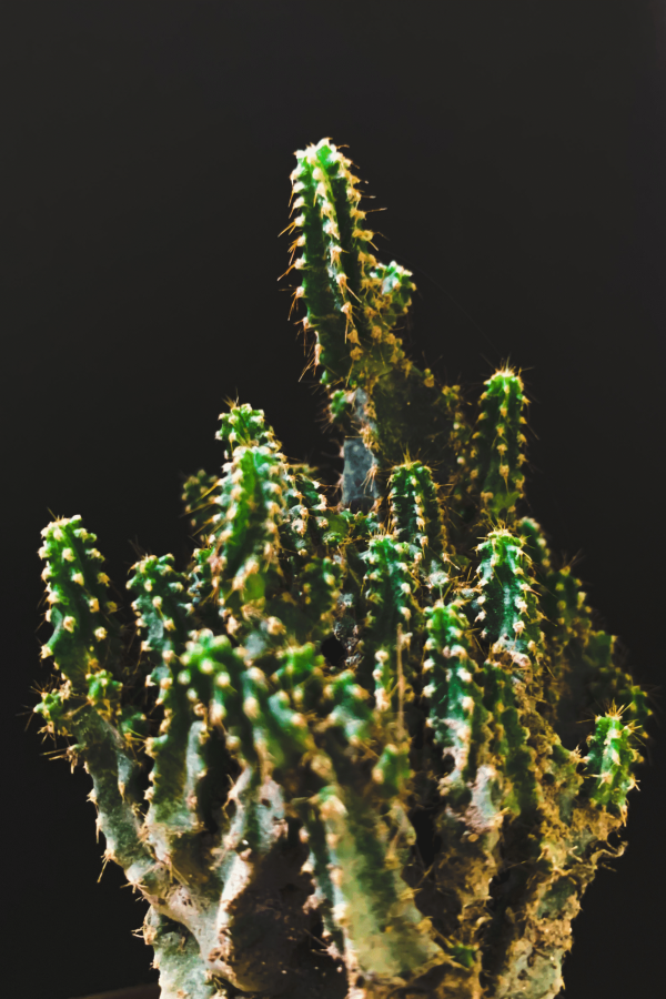 Cactus and succulentc 5