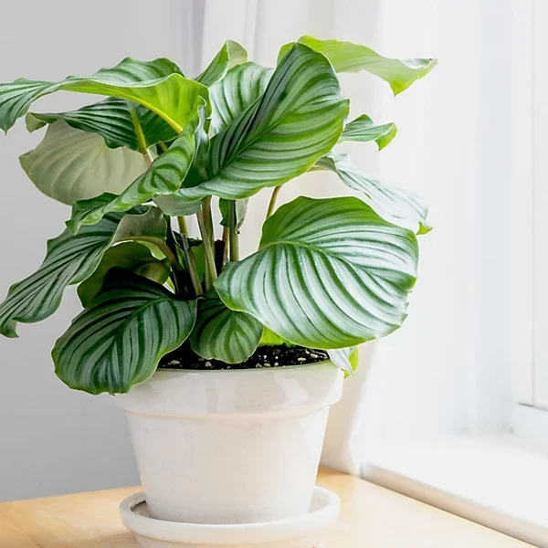 Calathea