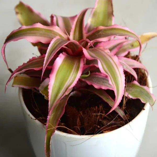 Cryptanthus-Pink-Close