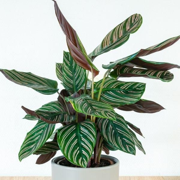Maranta3