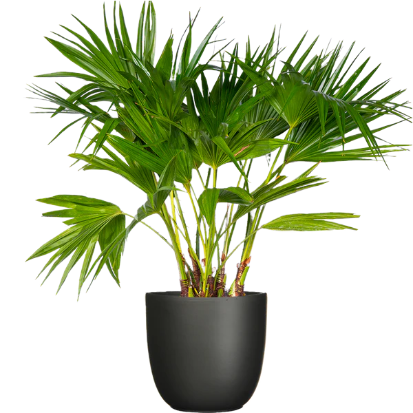china-palm-w