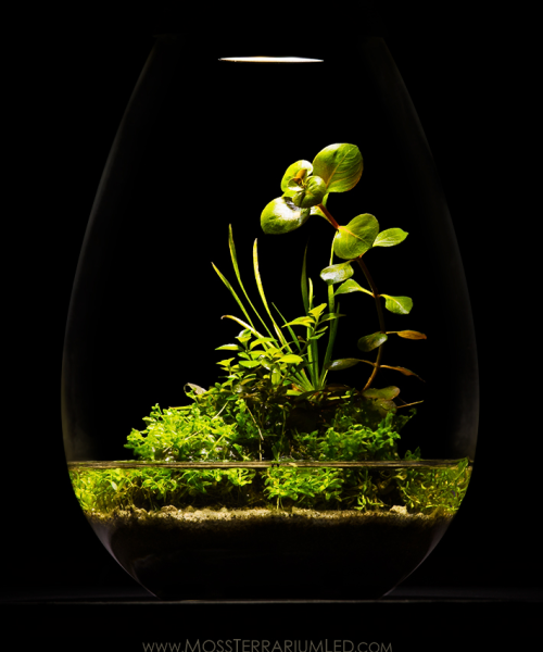 terrarium